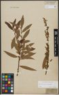 Foto von Salix triandra L. x Salix viminalis L.
